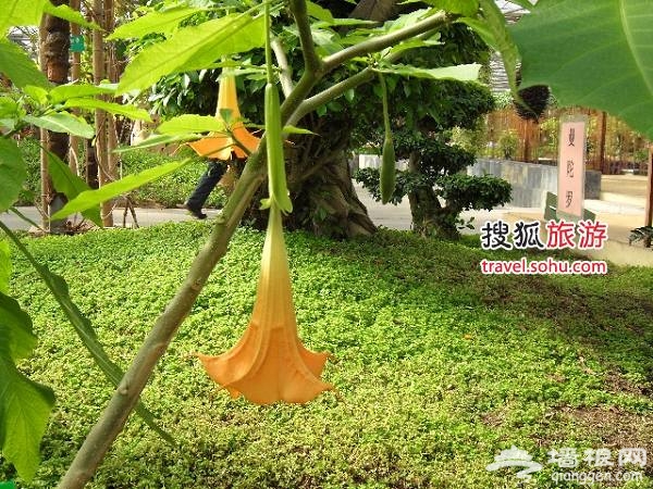 01曼陀罗花 图片来源：加西娅（搜狐博客），感谢！