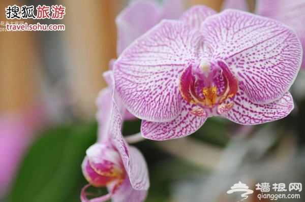 北京世界花卉大观园 园中赏花好去处[墙根网]