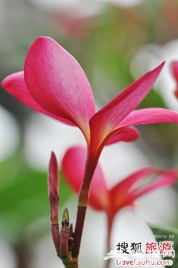 鸡蛋花