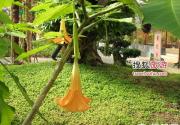 北京世界花卉大观园 园中赏花好去处