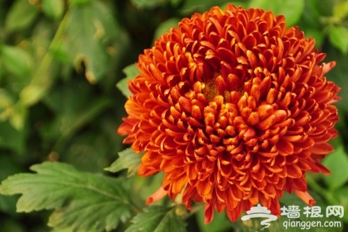 2010年世界花卉大观园(图片：新浪博主 妮妮 )