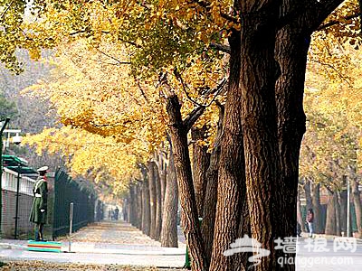 北京秋天美丽角落