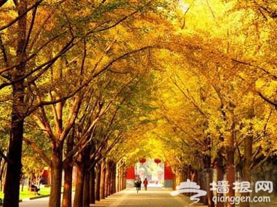 北京秋天美丽角落