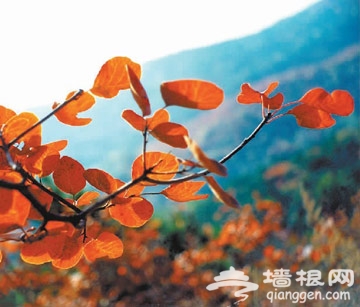 第23届香山红叶文化节2011年10月12日开幕