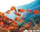 第23届香山红叶文化节2011年10月12日开幕