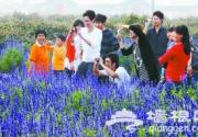 今年“十一”京郊民俗户赚得盆满钵满