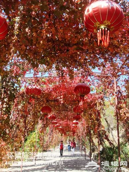 北京圣泉山第四届红叶旅游文化节即将拉开帷幕