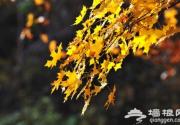 10月美秋 4条线路饱览香山红叶