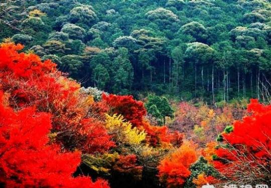 找寻北京最美秋色：香山红叶绚比二月花