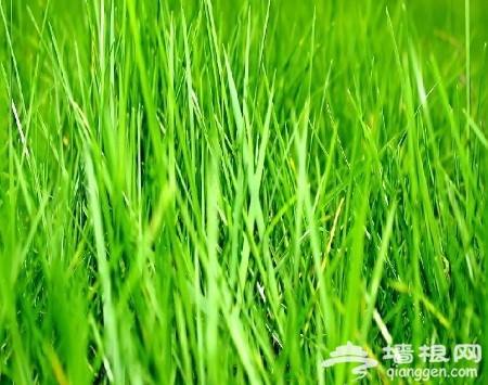 靠着稻草人吹风唱歌 京郊稻田游玩攻略 靠着稻草人吹风唱歌 京郊稻田游玩攻略