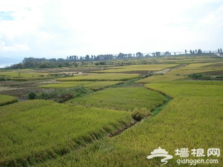 靠着稻草人吹风唱歌 京郊稻田游玩攻略 靠着稻草人吹风唱歌 京郊稻田游玩攻略