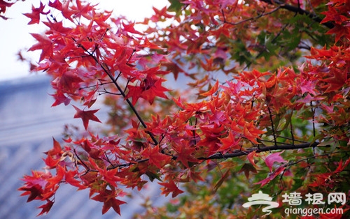 香山红叶观赏 新增“看云起”等三景观