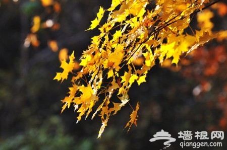 香山新开赏红山路 十月中旬可观看“红叶初现”