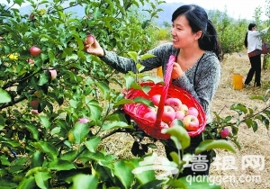 京郊延庆国光苹果地理标志采摘园开园