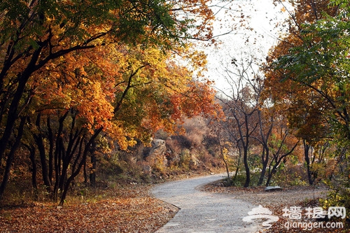 赏红叶新去处 北京西山国家森林公园
