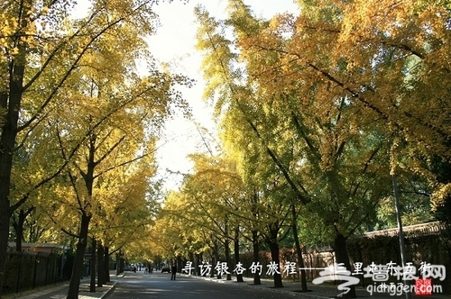 三里屯 银杏