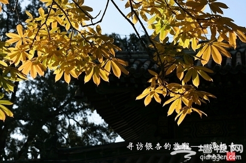 潭柘寺银杏 潭柘寺银杏