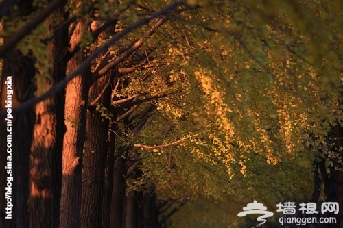 钓鱼台 钓鱼台
