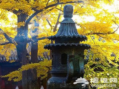 秋意正浓 京城古寺赏银杏