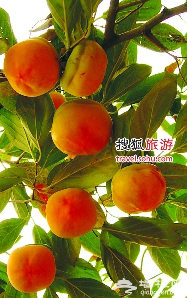 河北满城县:金秋红叶柿子节