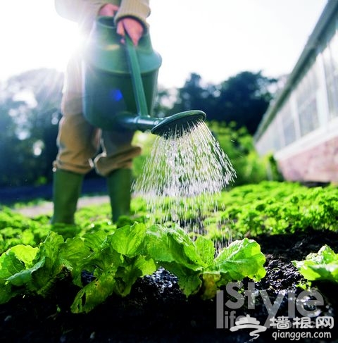白领争当“都市农民” 菜园子搞“灰机”[墙根网]