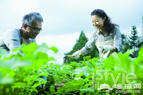 白领争当“都市农民” 菜园子搞“灰机”[墙根网]
