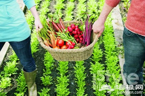 白领争当“都市农民” 菜园子搞“灰机”[墙根网]