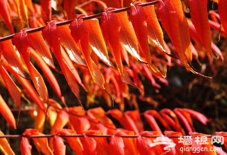 秋游门头沟：妙峰山观红叶 百花山赏野花