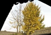 秋游郭沫若故居 寻幽赏银杏绝佳地