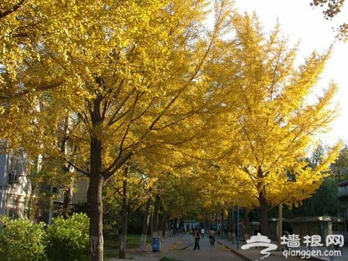 2011北京银杏赏秋攻略 网友热捧10大目的地