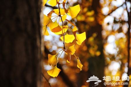 新浪旅游配图：阳光照射下的银杏叶 摄影：天涯的风