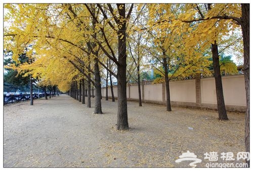 “冬眠”前的撒欢 北京晚秋浪漫遛弯地