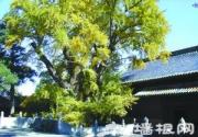 大觉寺的古银杏