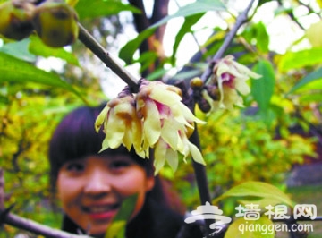 北京植物园赏早花蜡梅