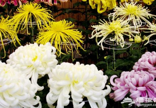 平谷大兴庄第三届“观生态村、品菊花宴”活动持续到春节