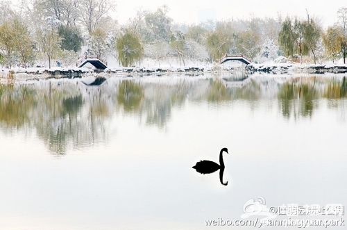 圆明园初雪(图片：)