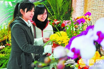 北京植物园“春节礼品花卉展”持续到2012年1月18日