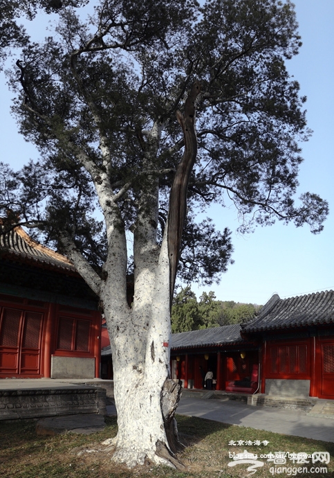 北京法海寺[墙根网]