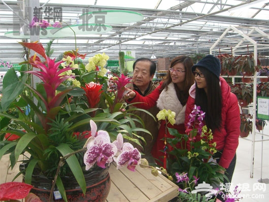 世纪奥桥花卉园艺中心里赏花卉