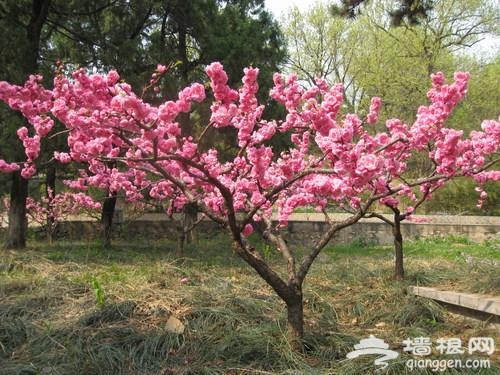 京郊最美的桃花海何时是最佳观赏期？