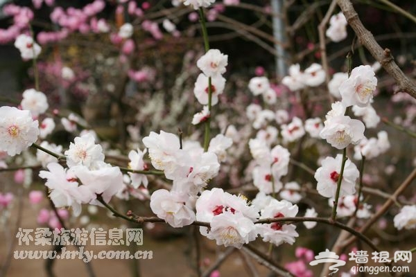正月十五元宵节红螺寺祈福