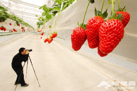 2012昌平世界草莓大会摄影-草莓天瀑