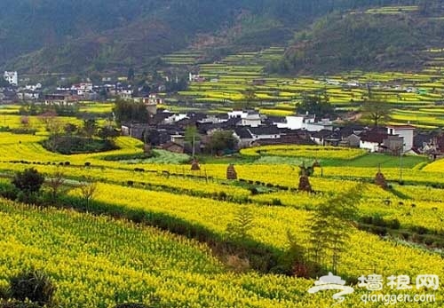阳春三月 扬州婺源武汉三地旅游攻略[墙根网]