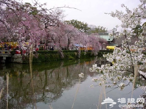 阳春三月 扬州婺源武汉三地旅游攻略[墙根网]