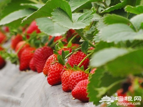 春日草莓别样红 撒欢大兴草莓采摘农家乐