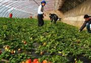 春日草莓别样红 撒欢大兴草莓采摘农家乐