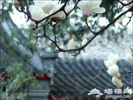 花丛深处觅清明 北京周边踏青赏花去[墙根网]