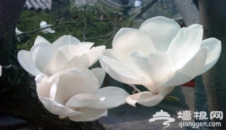 花丛深处觅清明 北京周边踏青赏花去[墙根网]