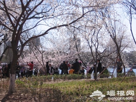 花丛深处觅清明 北京周边踏青赏花去[墙根网]