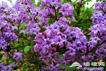 花丛深处觅清明 北京周边踏青赏花去[墙根网]